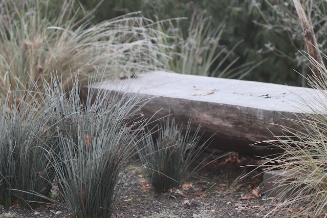 cistus nursery dressed in frost