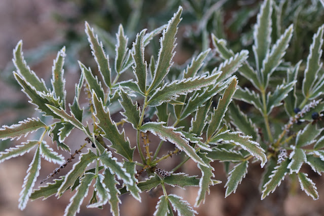 cistus nursery dressed in frost