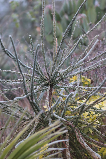 cistus nursery dressed in frost