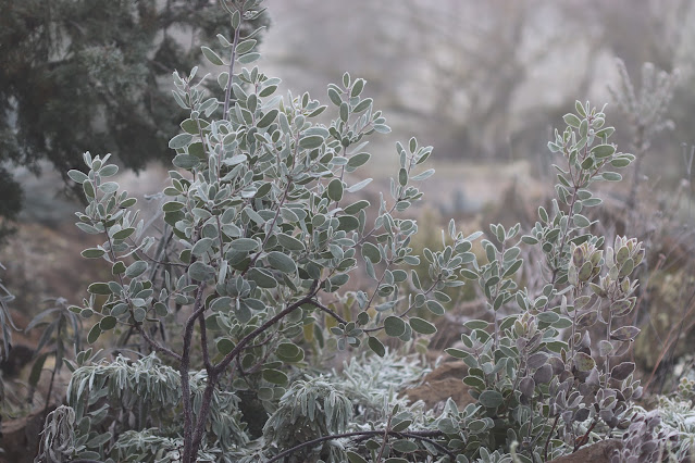 cistus nursery dressed in frost