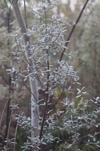 cistus nursery dressed in frost