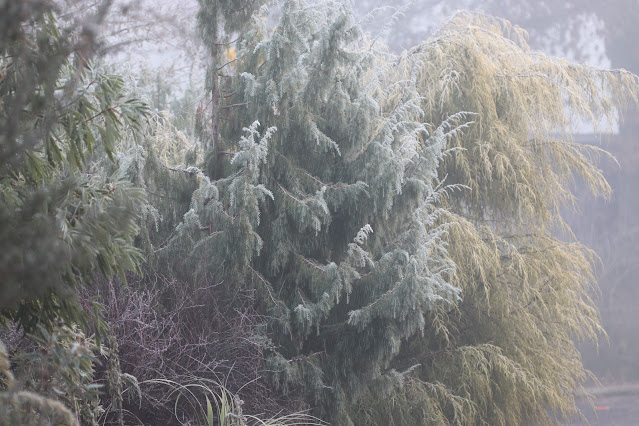 cistus nursery dressed in frost