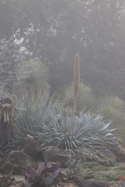 cistus nursery dressed in frost