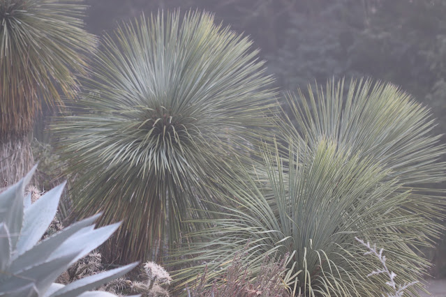 cistus nursery dressed in frost