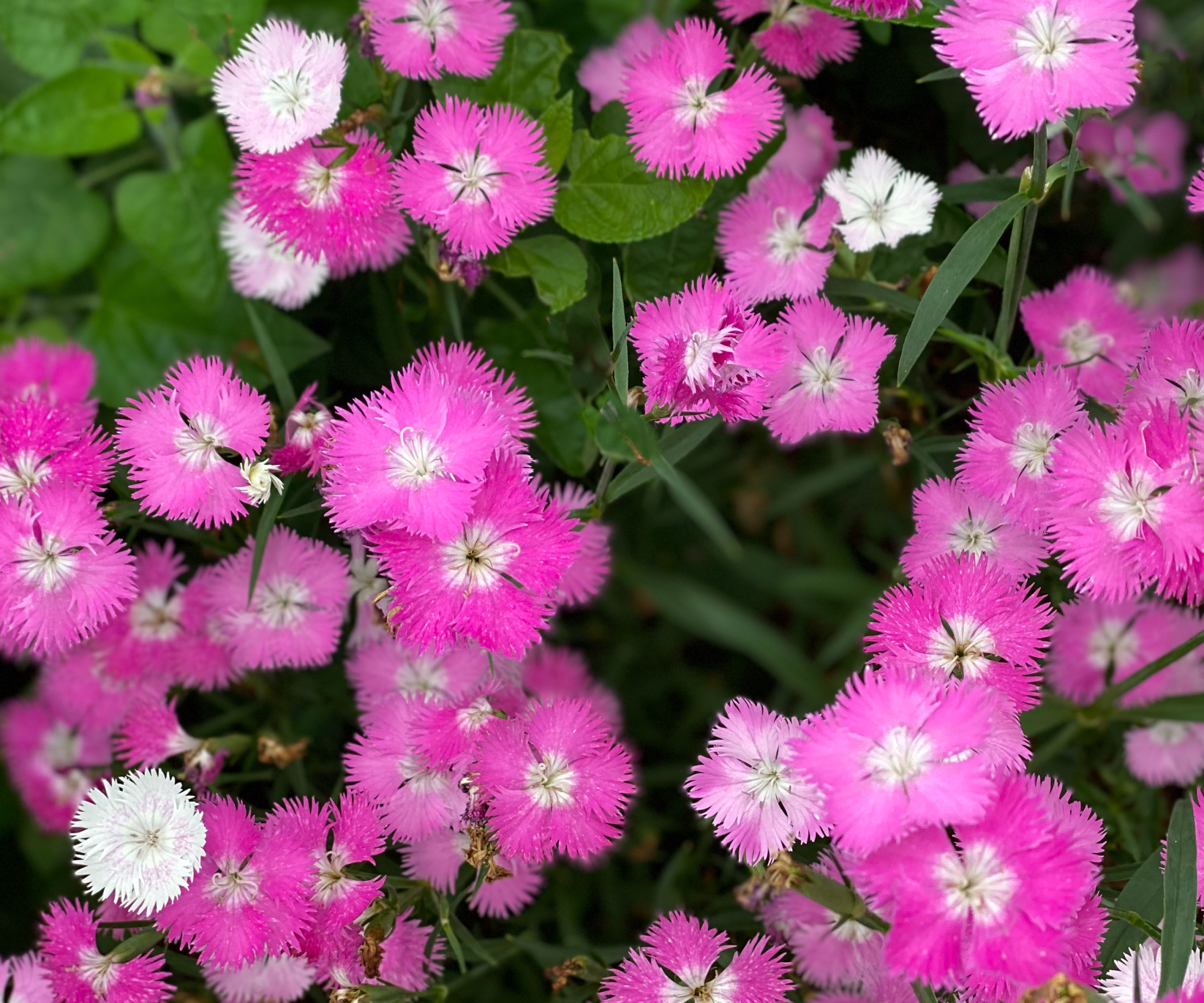 7 New Improved Cultivars Of Old Fashioned Plants