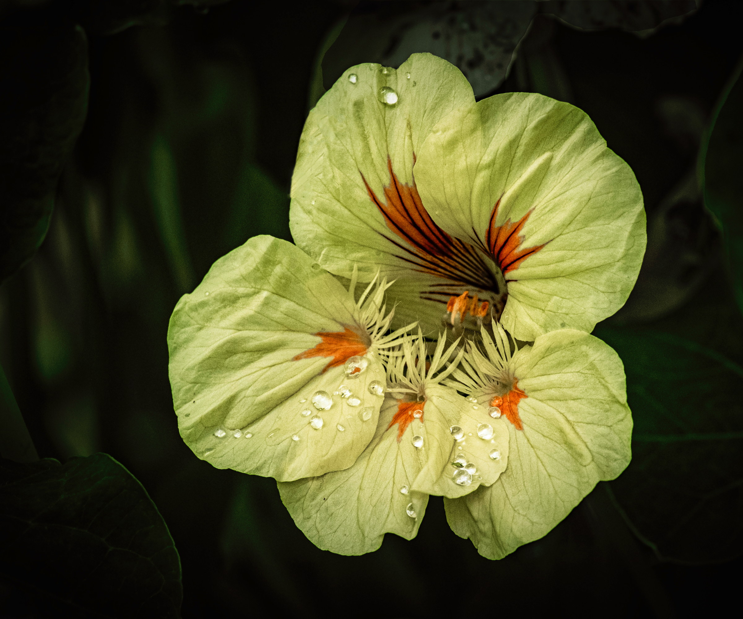 7 new improved cultivars of old fashioned plants 2 pale yellow 'moonlight' nasturtium
