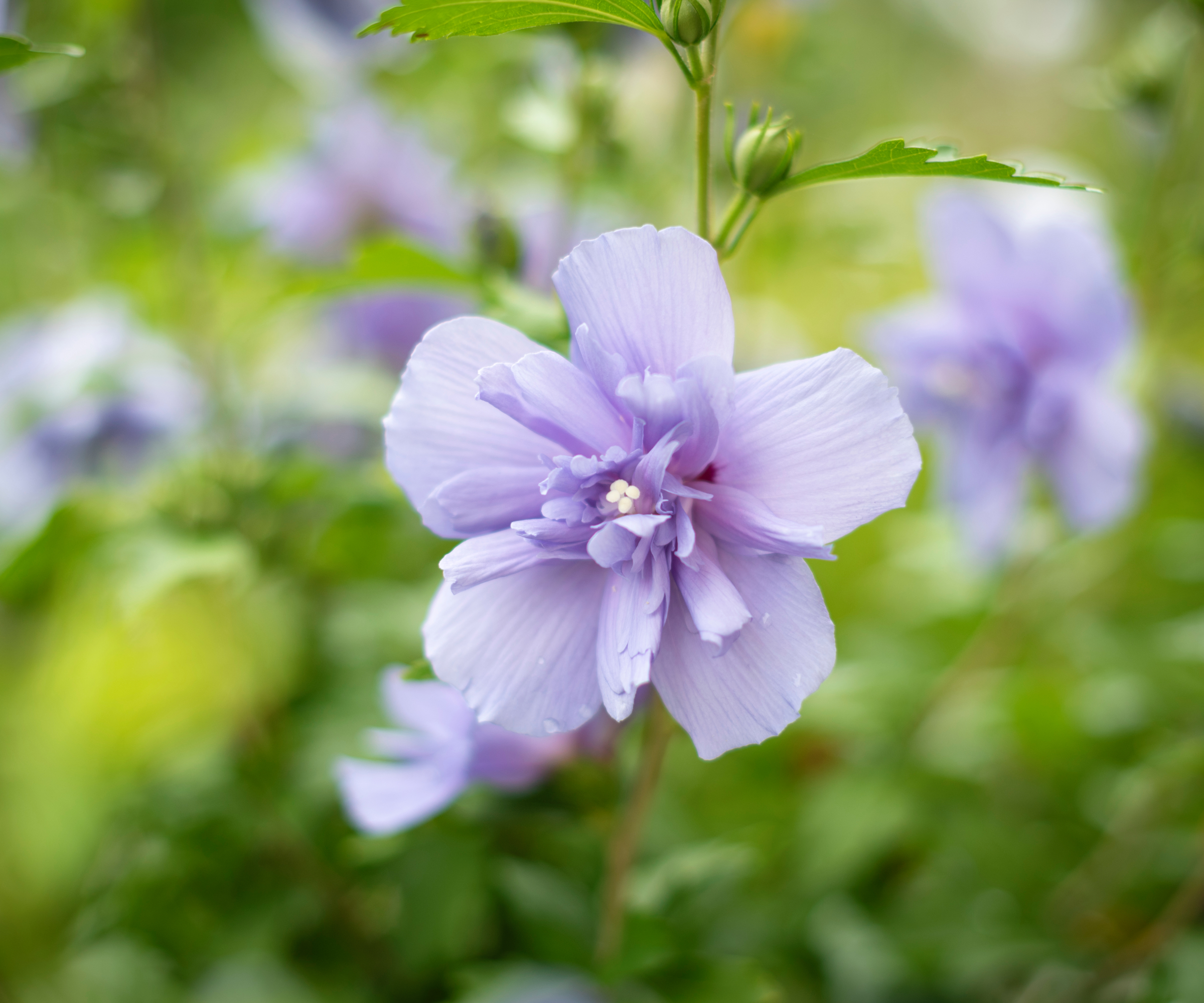 7 new improved cultivars of old fashioned plants 4 light purple, double bloom rose of sharon flower
