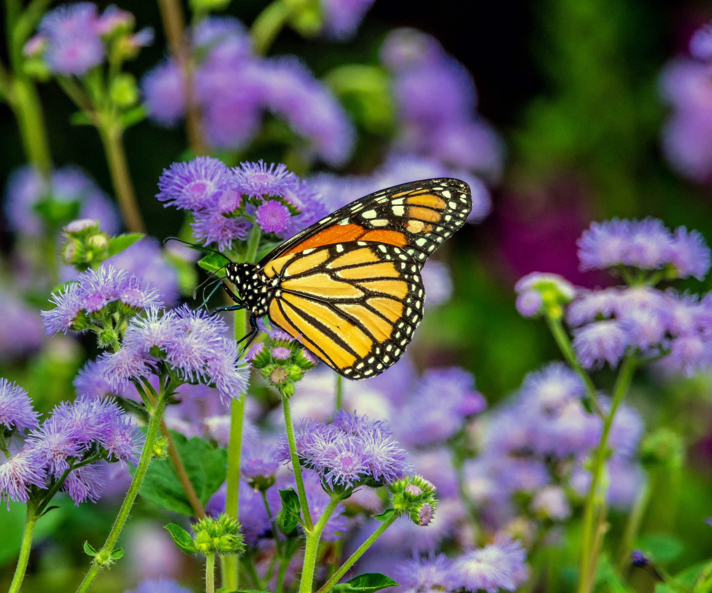 7 new improved cultivars of old fashioned plants 5 monarch butterfly on light purple ageratum flowers
