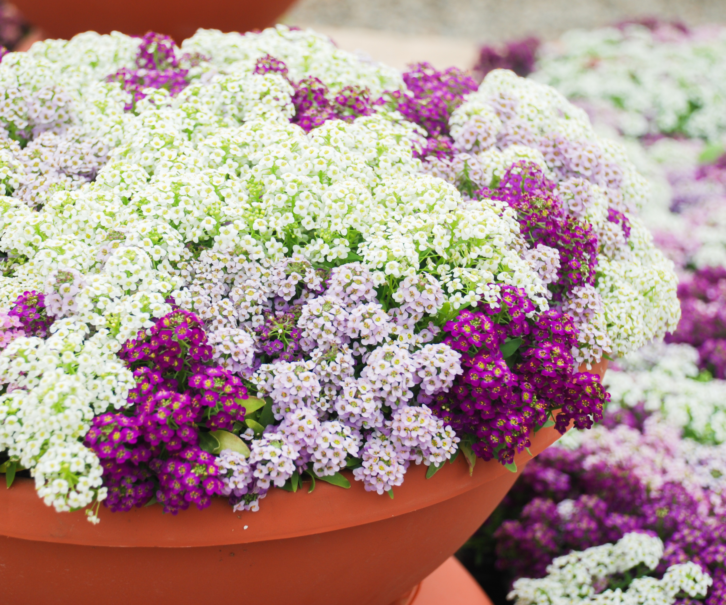 7 new improved cultivars of old fashioned plants 7 white and purple alyssum flowers in container