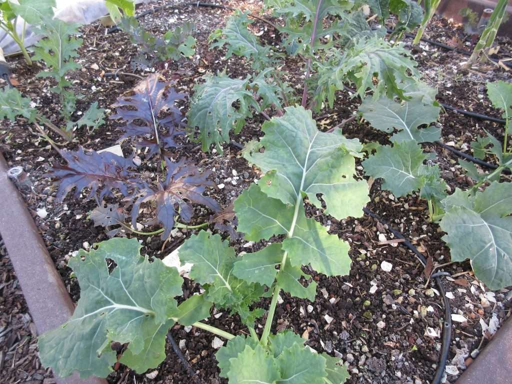 winters crazy garden