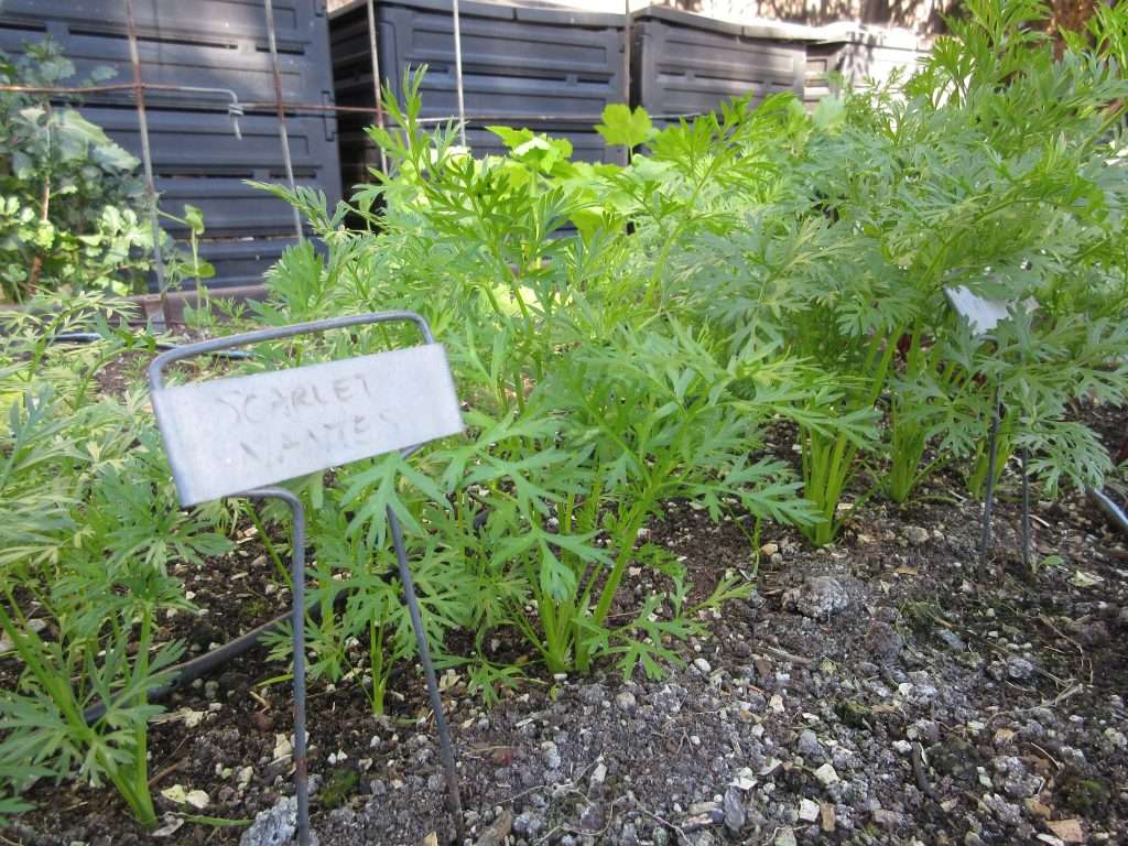 winters crazy garden