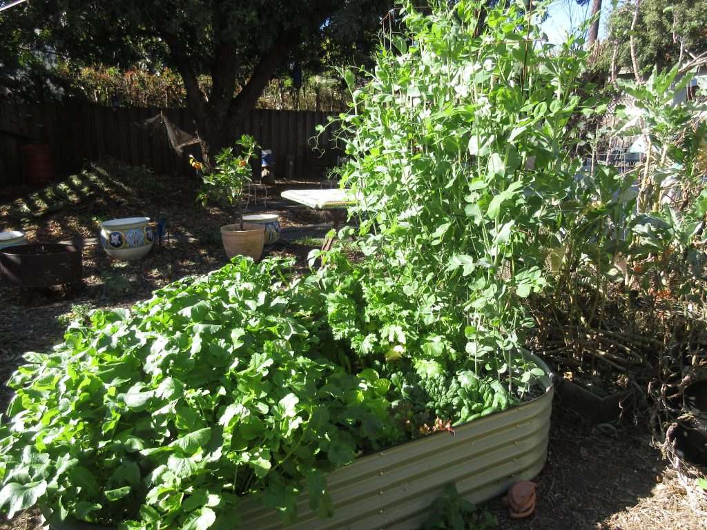 winters crazy garden