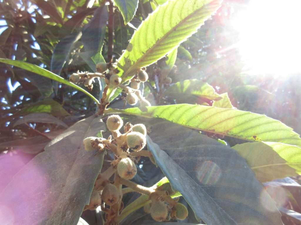 winters crazy garden