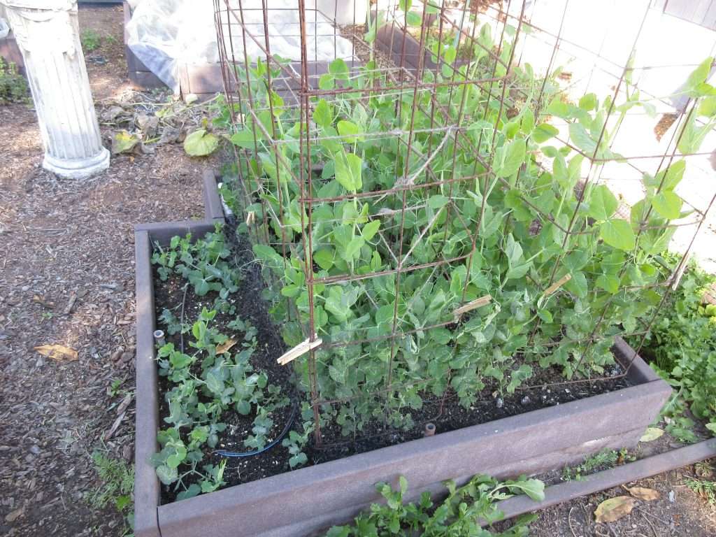 winters crazy garden