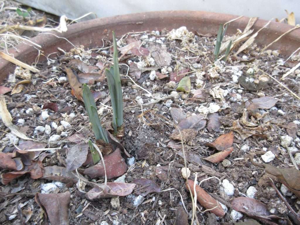 winters crazy garden