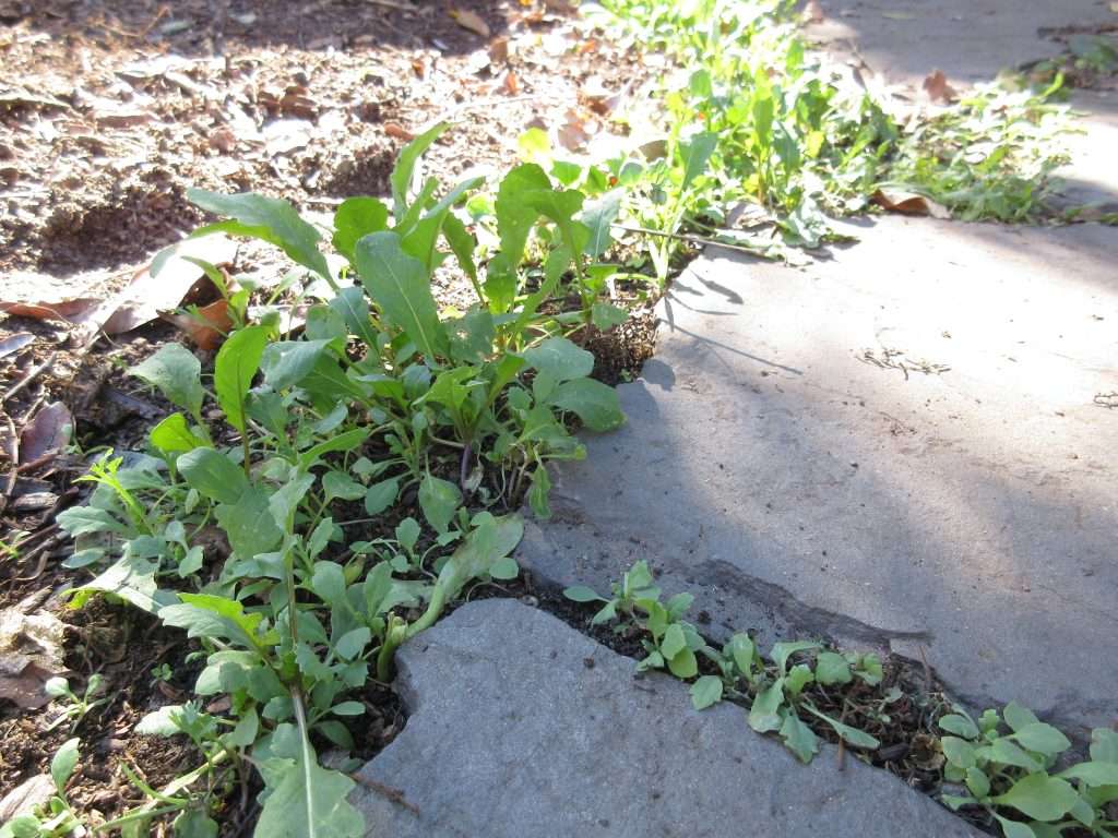 winters crazy garden