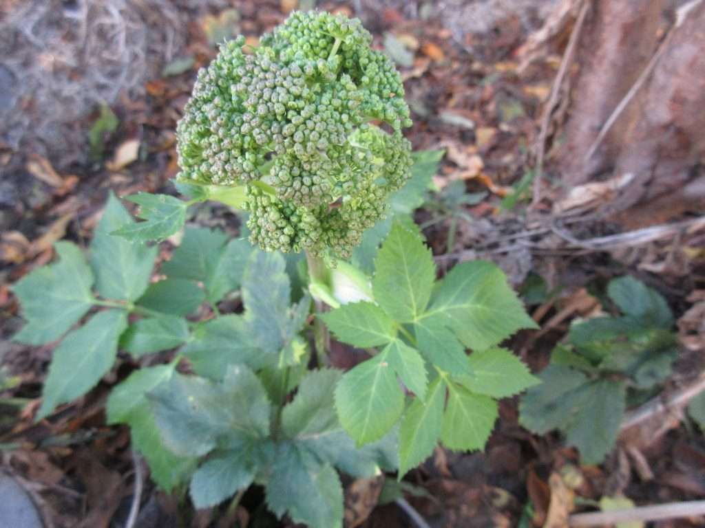 winters crazy garden