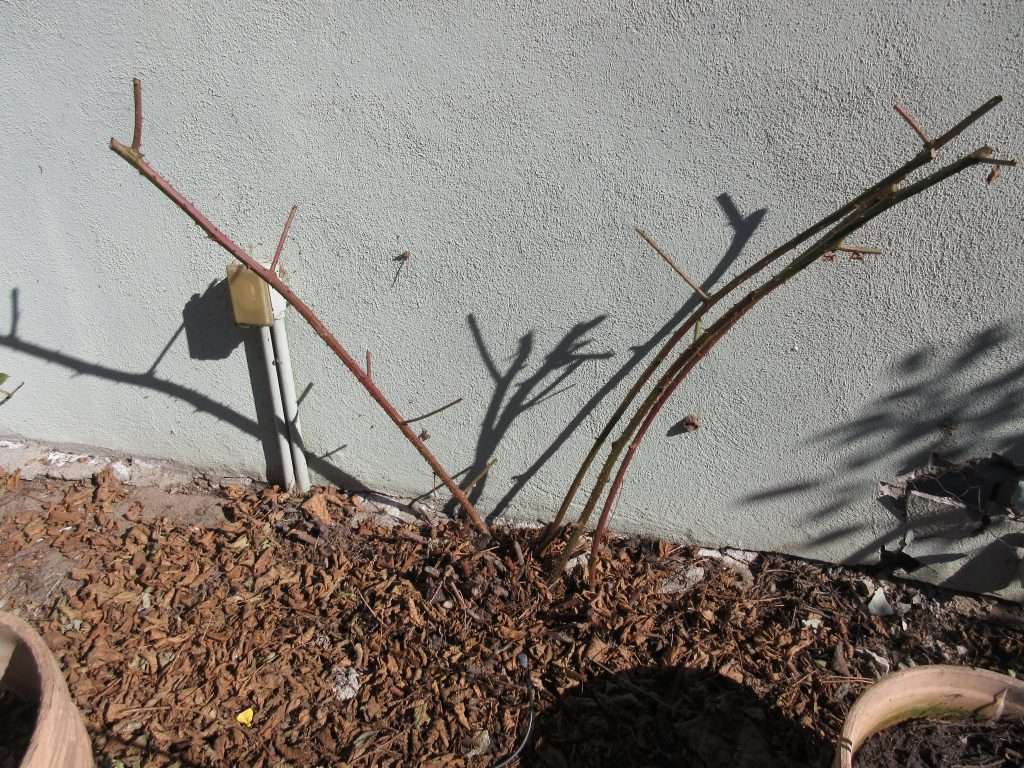 winters crazy garden