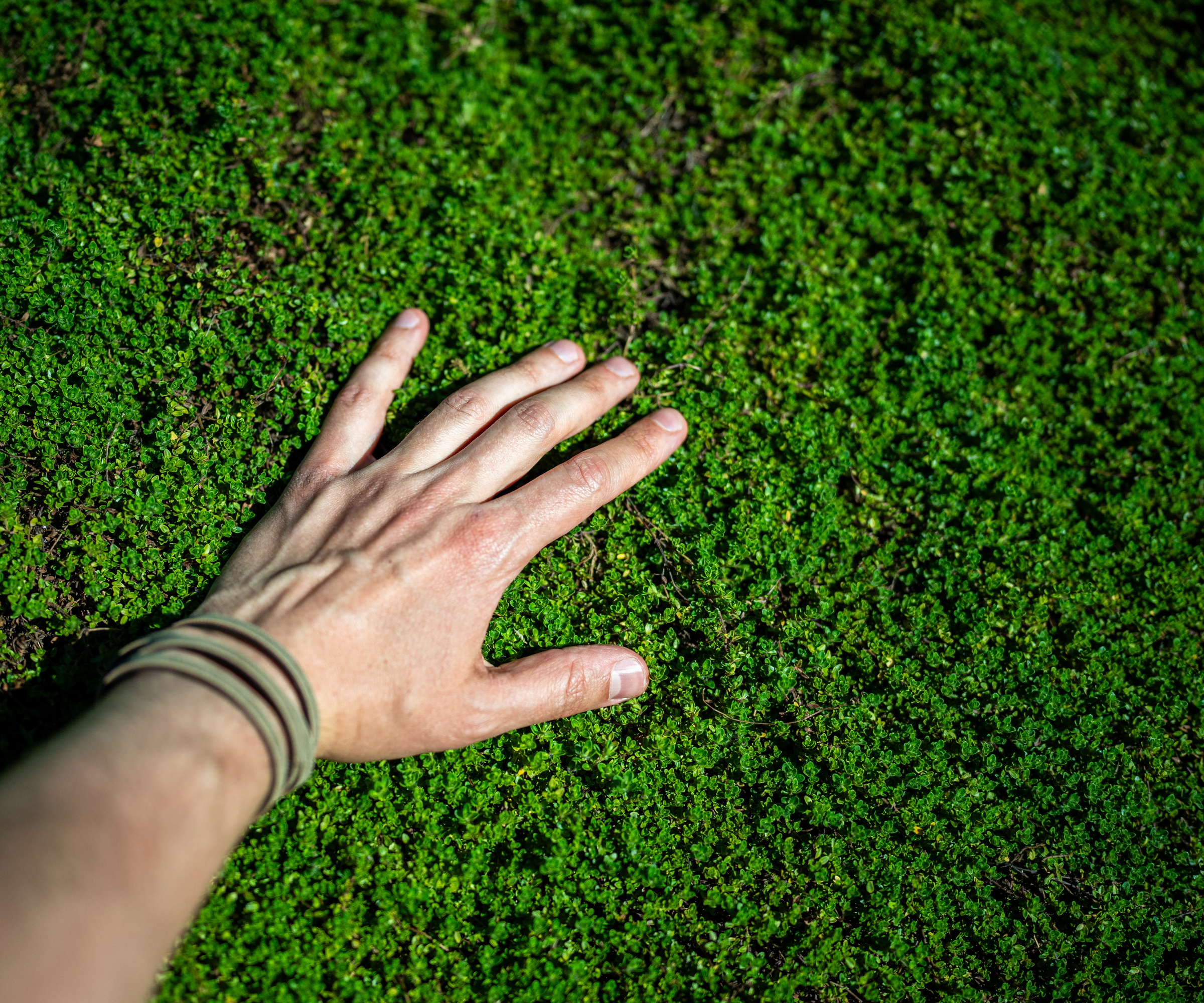 man's hand touching creeping thyme lawn