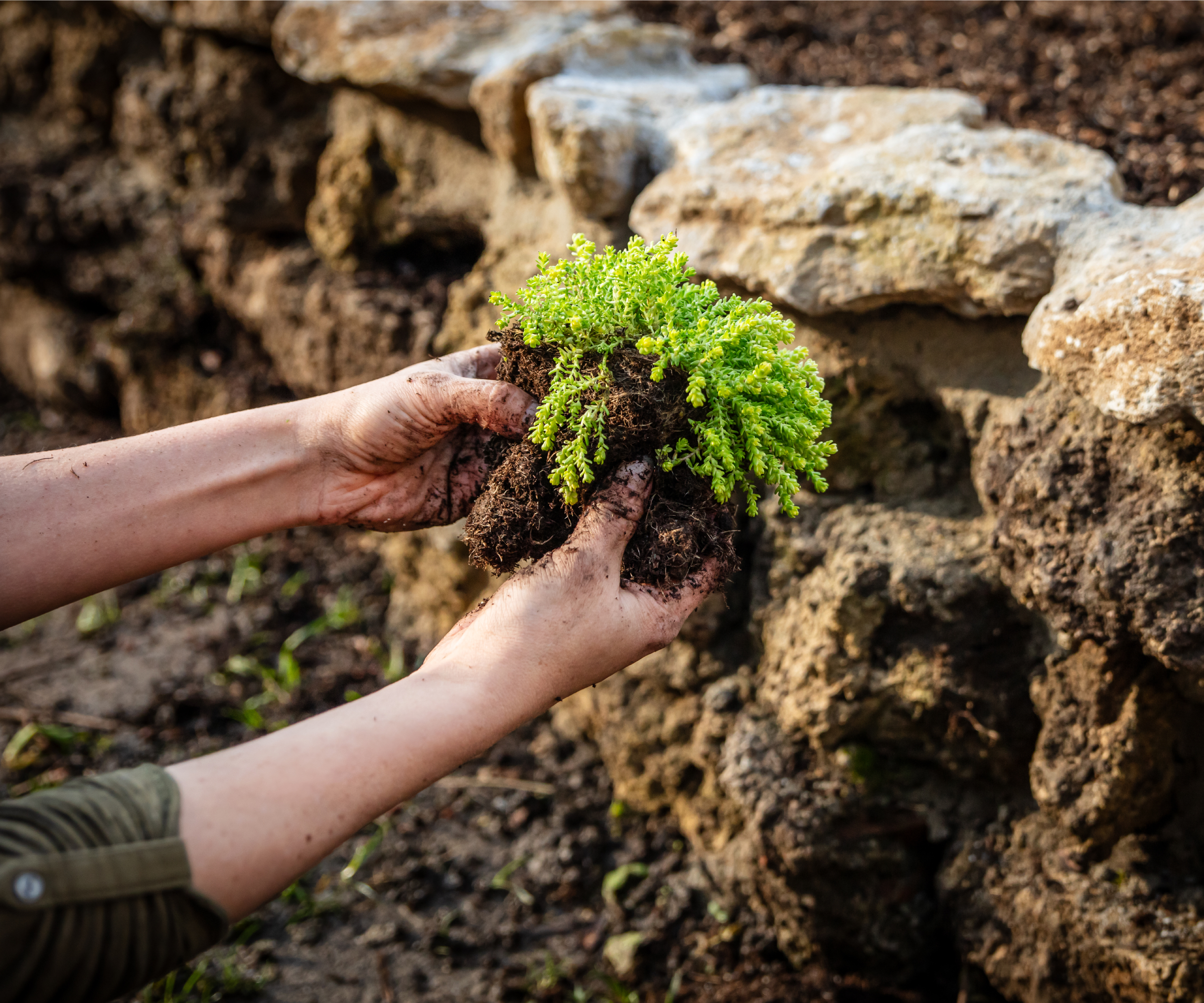 12 Best Alternatives To A Lawn For A Green Plot