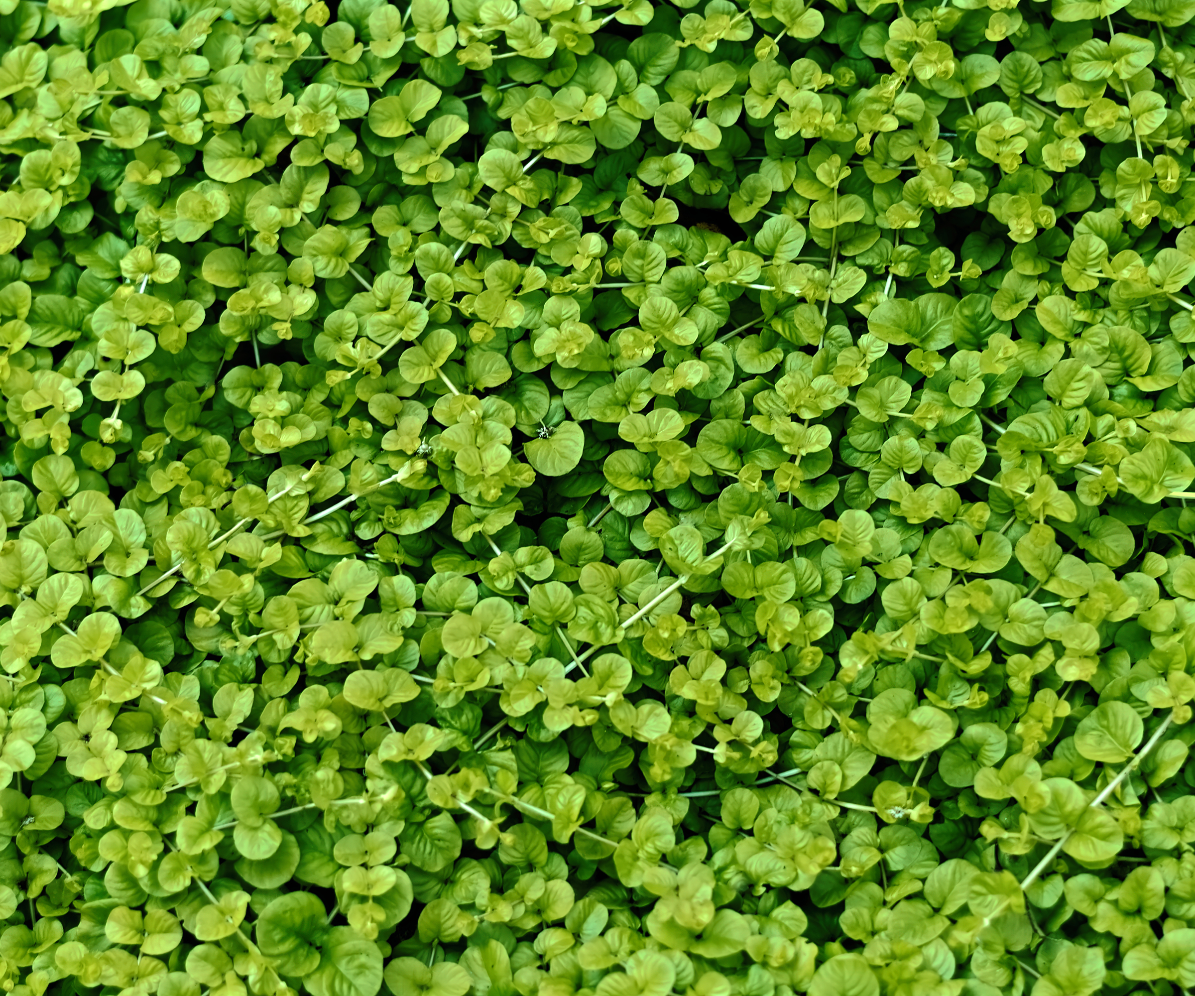 green groundcover plant
