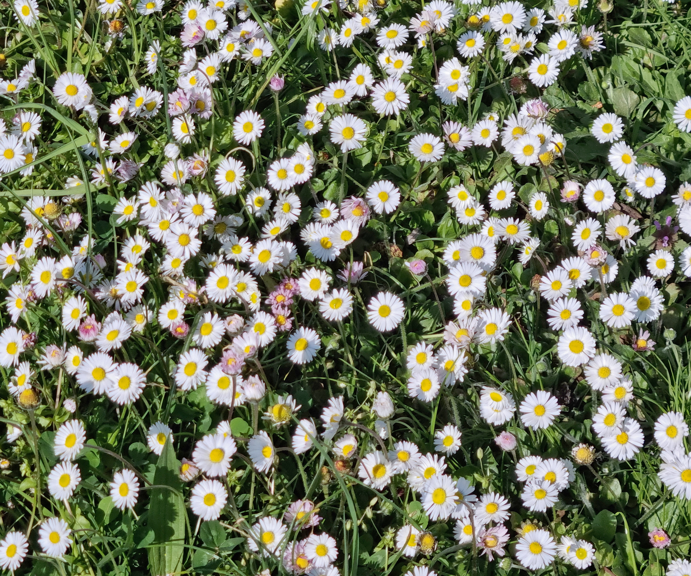 small white and pink daisies cover lawn