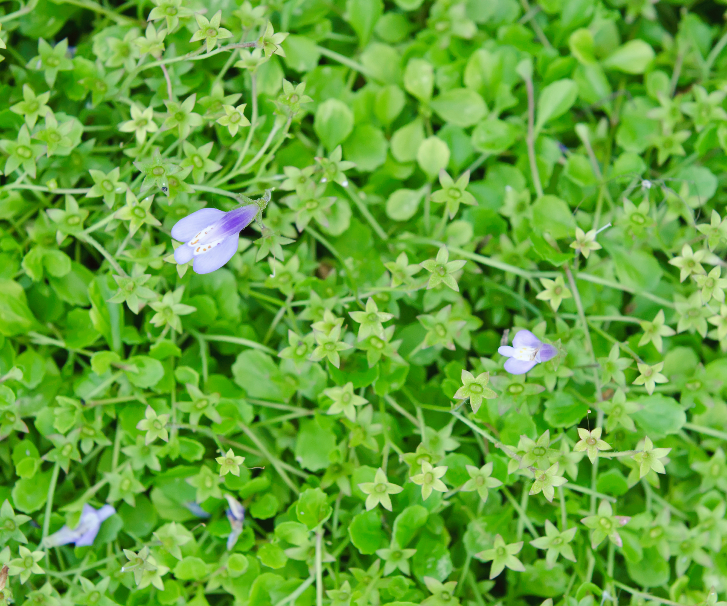 small creeping green plant with little purple flowers