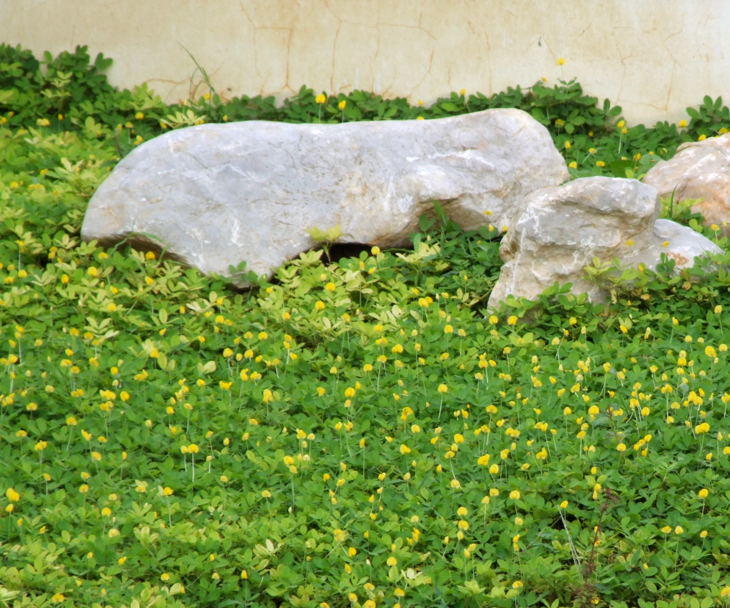 creeping peanut groundcover