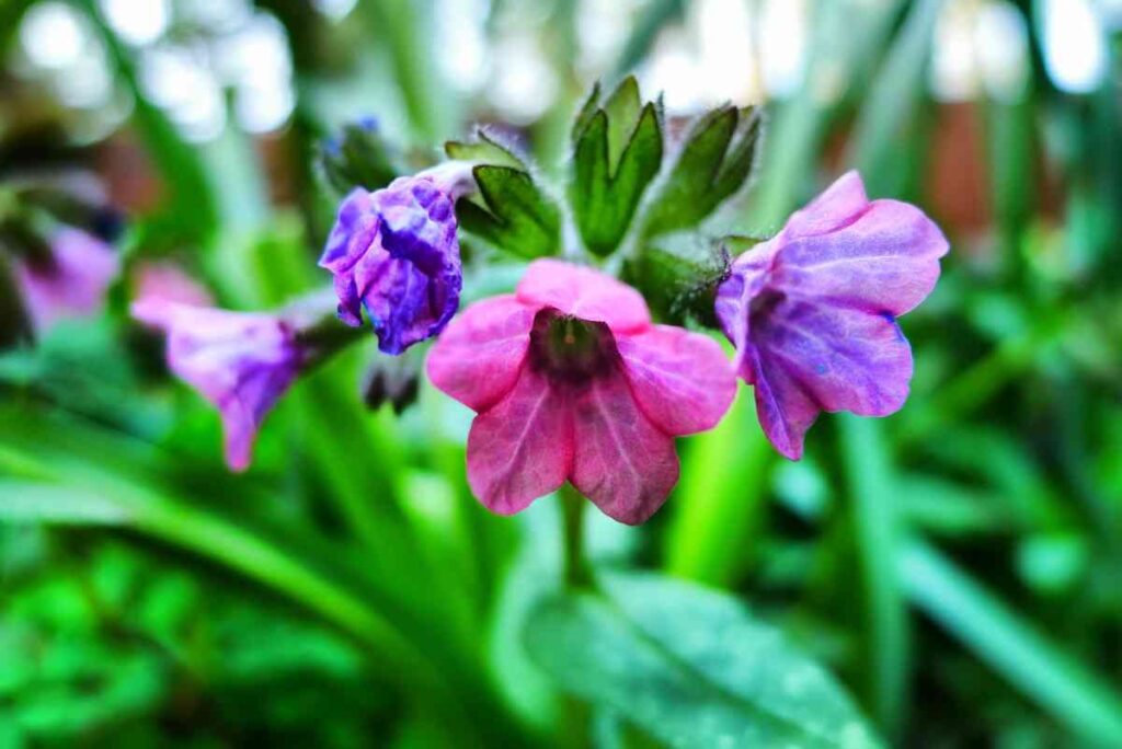 19 low maintenance perennials for shade 43 19 low maintenance perennials for shade