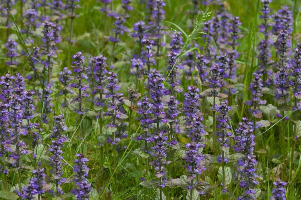 19 low maintenance perennials for shade 51 19 low maintenance perennials for shade