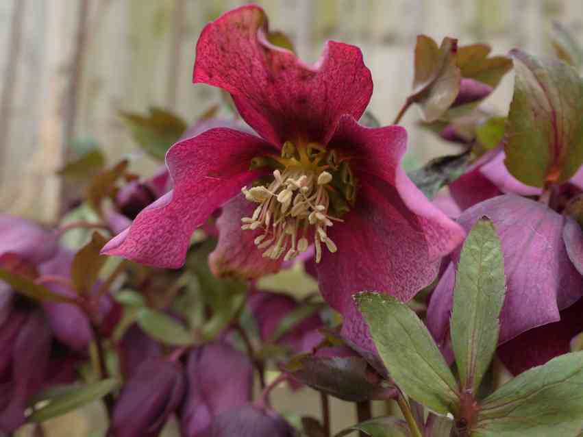 19 low maintenance perennials for shade 49 19 low maintenance perennials for shade