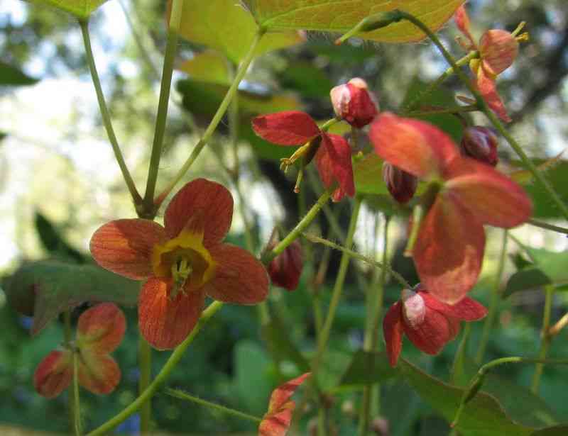 19 low maintenance perennials for shade 48 19 low maintenance perennials for shade