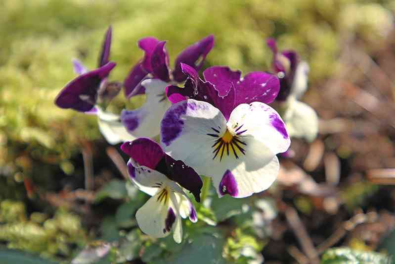 perennials that bloom