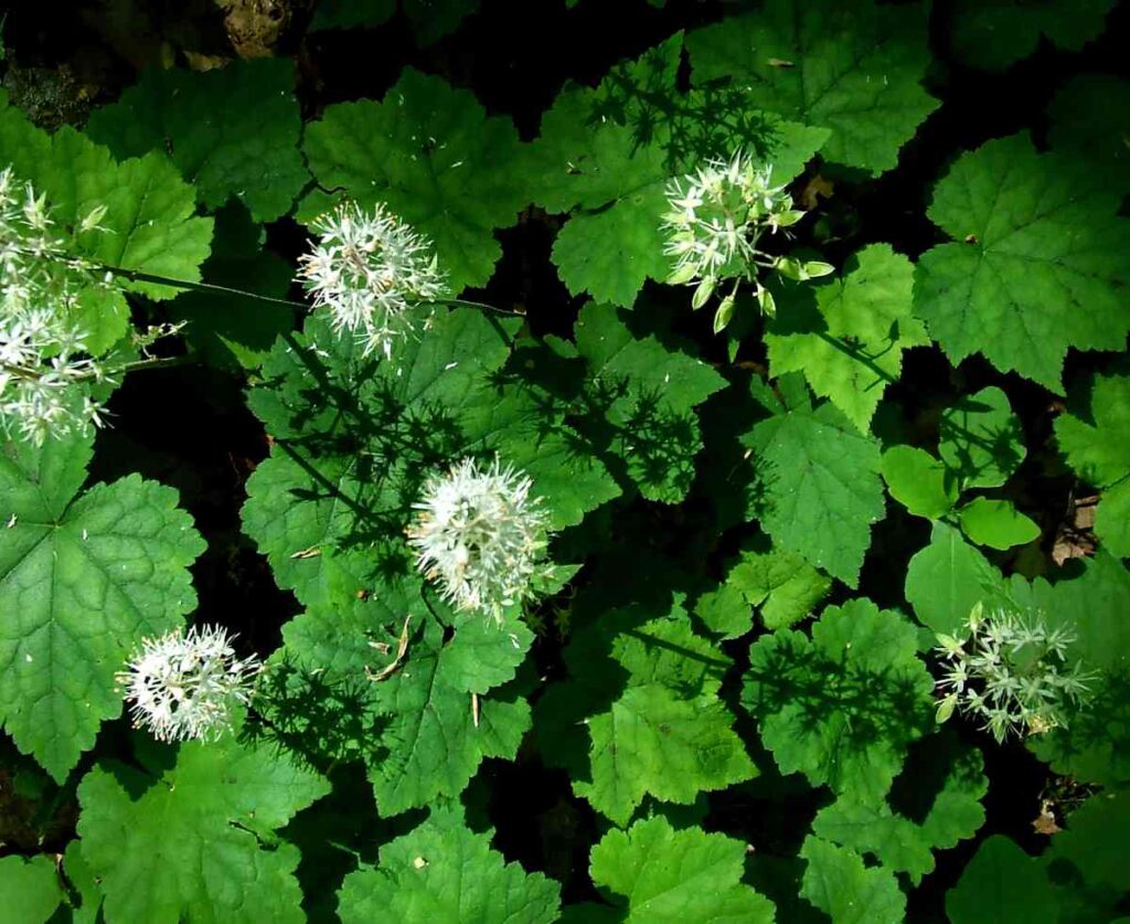 19 low maintenance perennials for shade 44 19 low maintenance perennials for shade