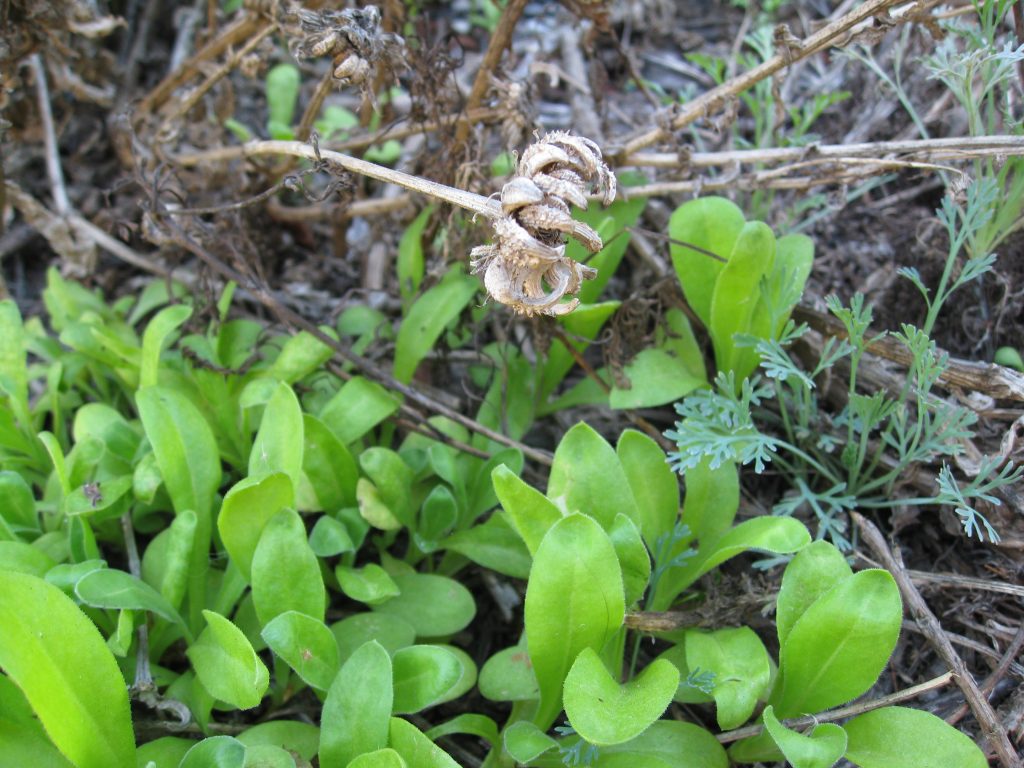 out with the old, in with the new. marigolds sprout under dead seed heads.