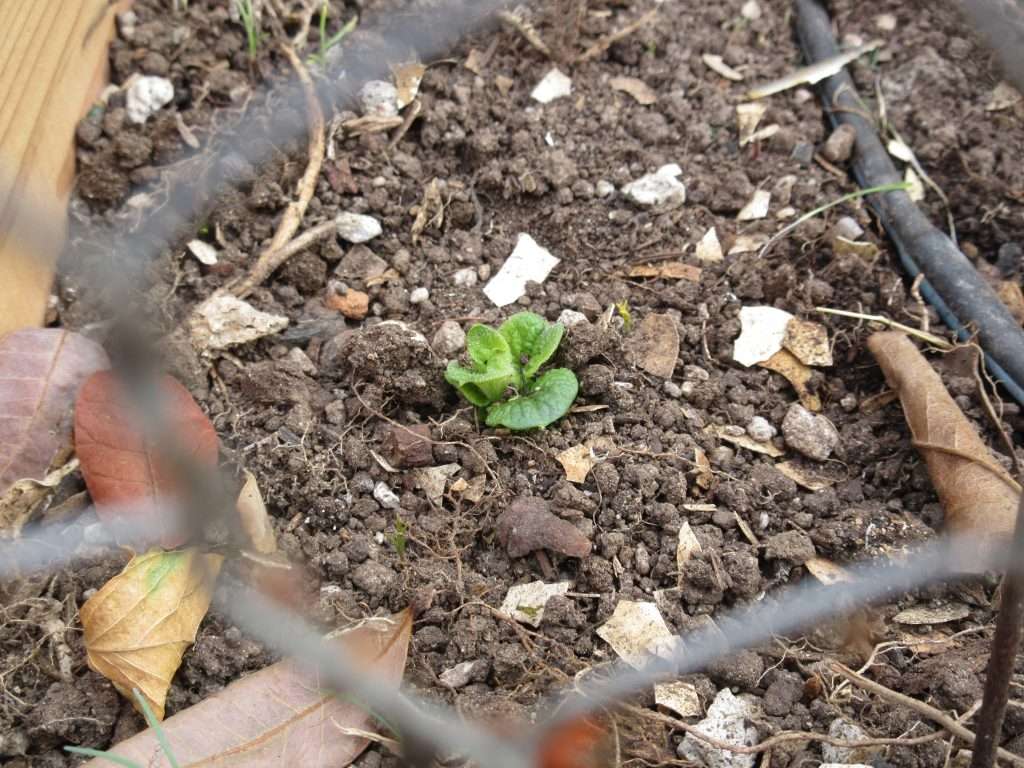 wednesday getting planted