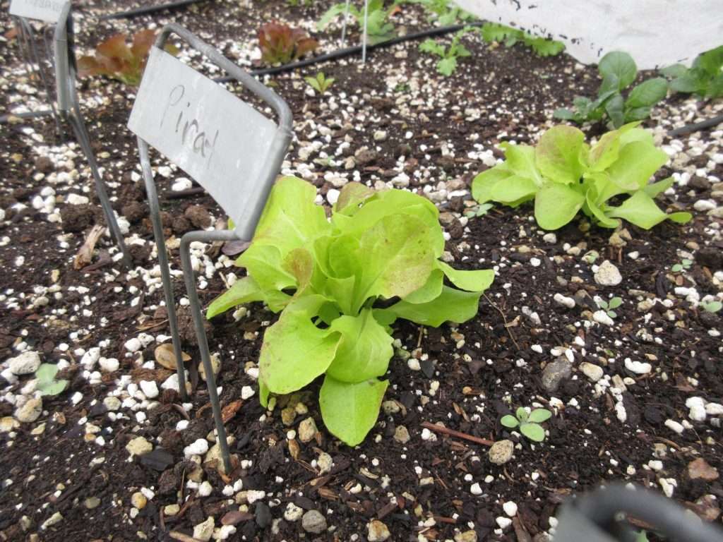 wednesday getting planted