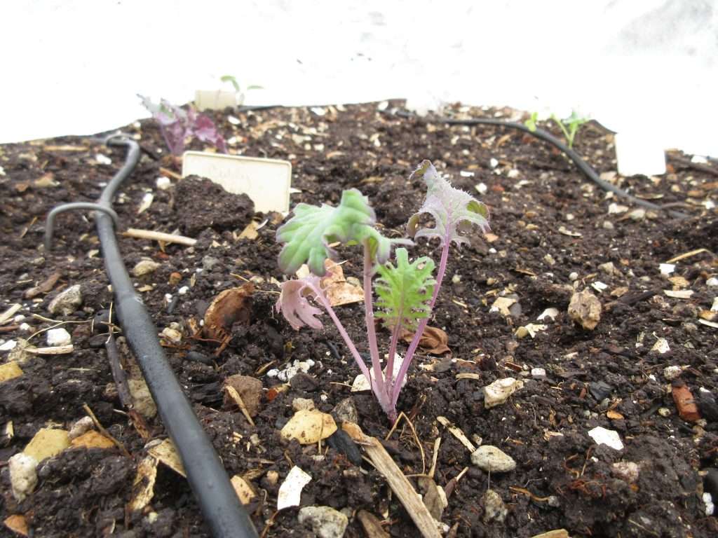 wednesday getting planted