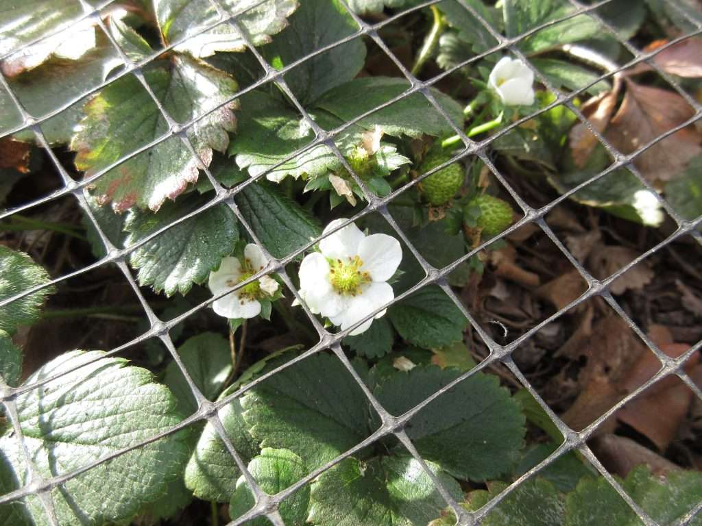 wednesday getting planted