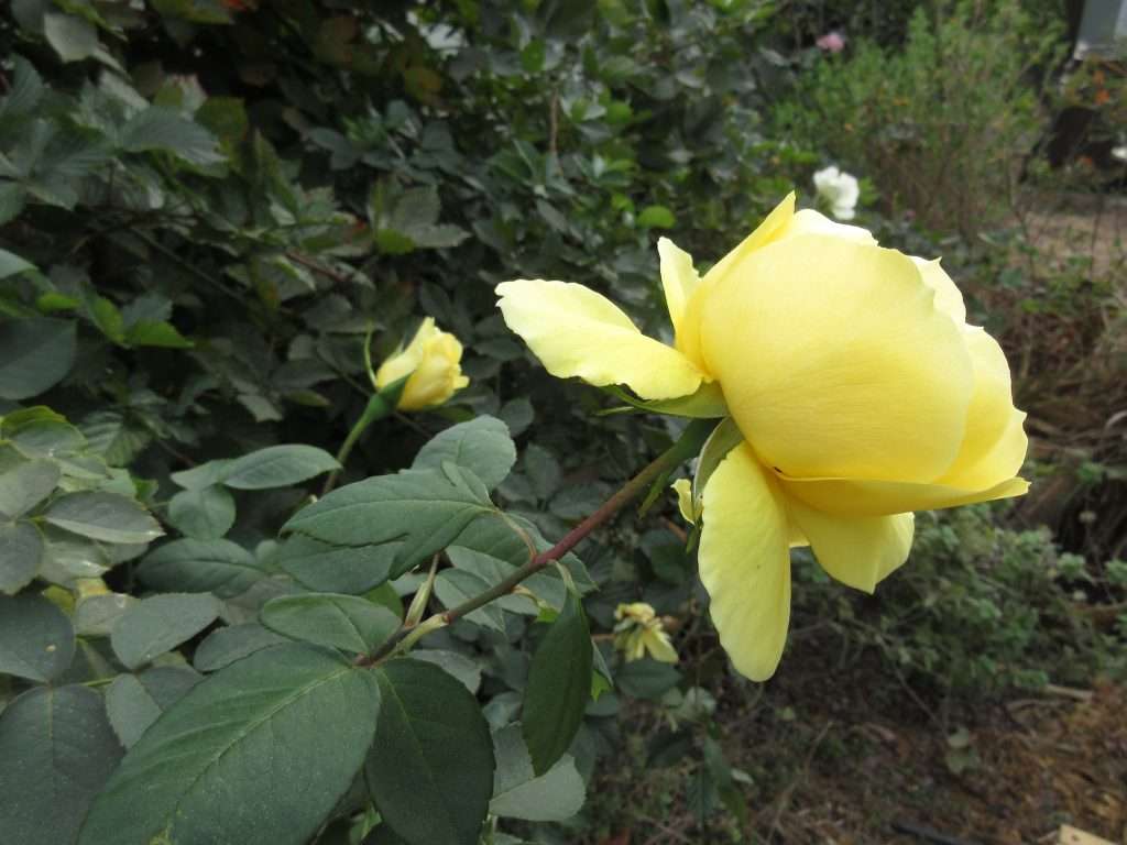 wednesday getting planted