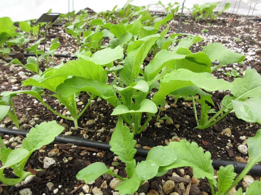 wednesday getting planted