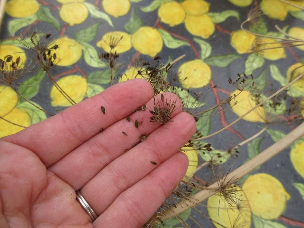 wednesday getting planted