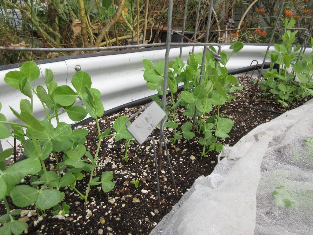 wednesday getting planted