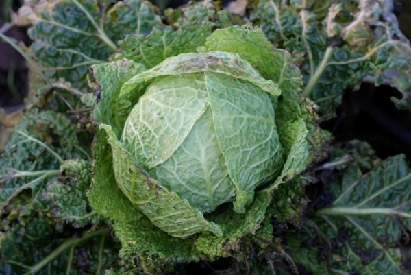 vegetables that get tastier after a frost 2 members of the cabbage family taste better after a frost.