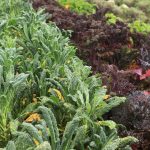 Vegetables That Get Tastier After a Frost
