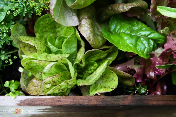 speckled lettuce growing in container