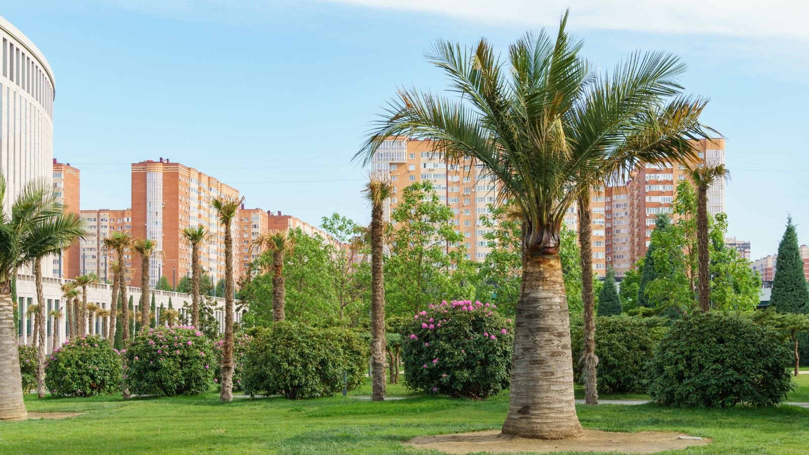 an area with lovely jubaea chilensis appearing to have thick trunks and lush fronds of green leaves