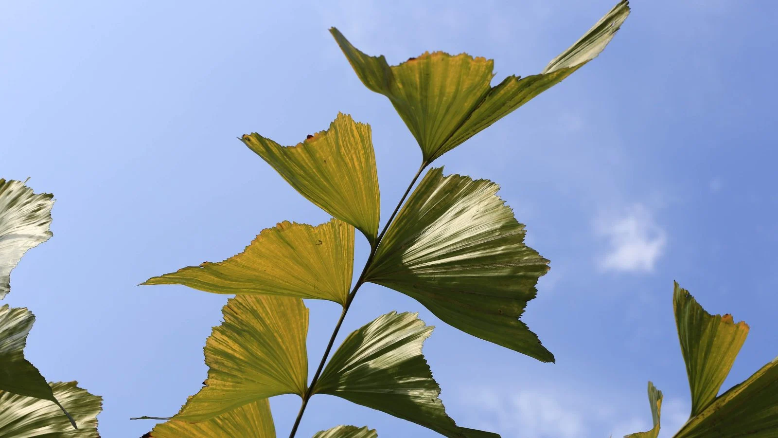 a stem of caryota ochlandra appearing to have uniquely shaped leaves with the clear blue sky in the background