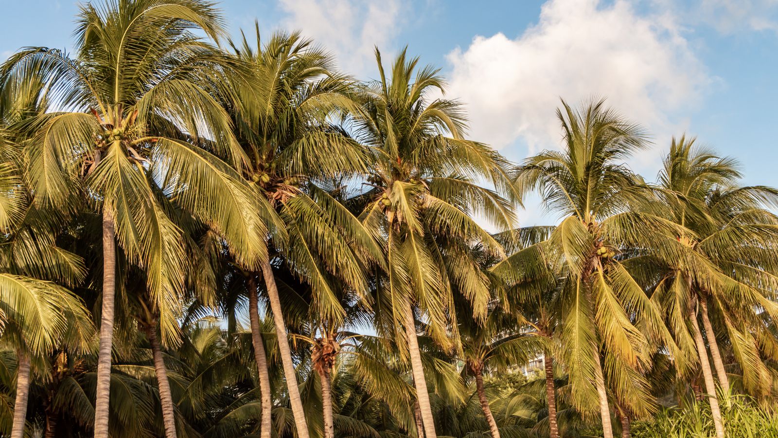 an area covered in cocos nucifera appearing strong and elegant leaning on one side with the sky in the background