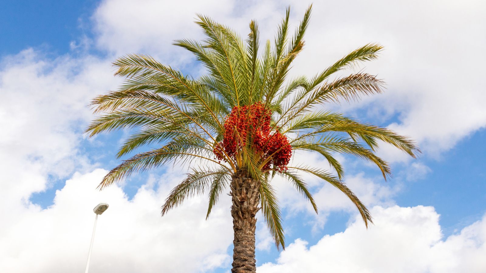 a midshot o a phoenix dactylifera appearing to have a sturdy trunk with green fronds and vibrant red centers